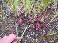 Epilobium billardiereanum