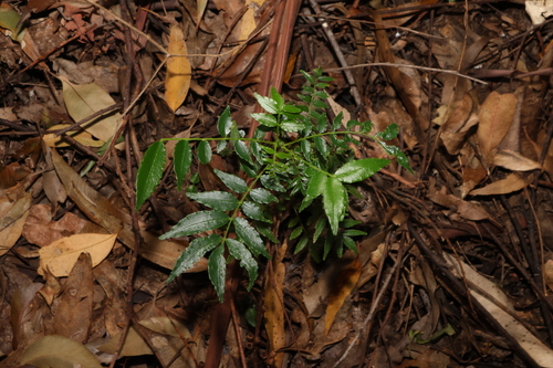 Image of Zanthoxylum brachyacanthum by (c) Greg Tasney, some rights reserved (CC BY-SA)