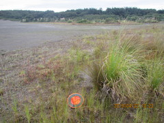 Epilobium billardiereanum