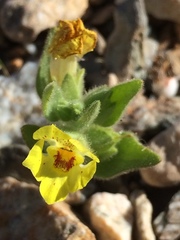 Mohavea breviflora