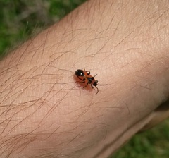 Horvathiolus superbus