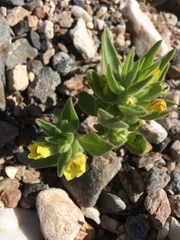 Mohavea breviflora