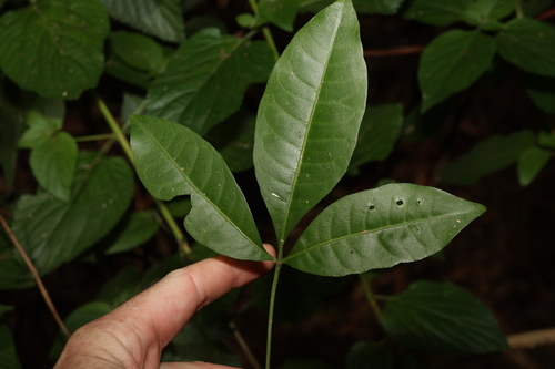 Image of Melicope micrococca by (c) Greg Tasney, some rights reserved (CC BY-SA)