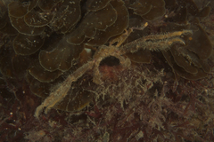 Oncinopus neptunus