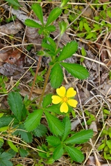 Potentilla simplex