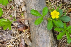 Potentilla simplex