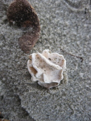 Lithophyllum carpophylli
