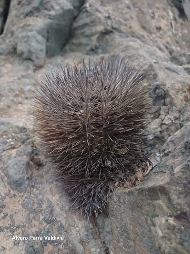 Eriosyce sociabilis