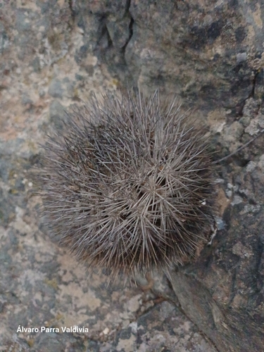 Eriosyce sociabilis