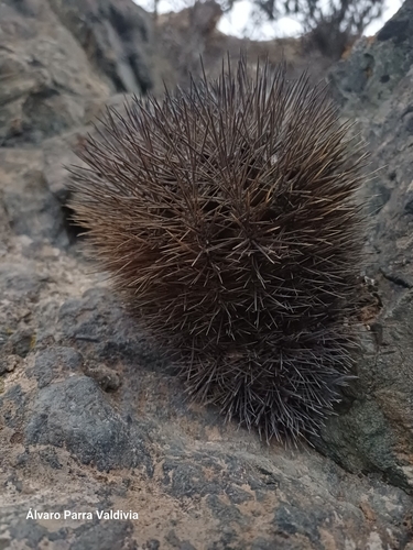 Eriosyce sociabilis