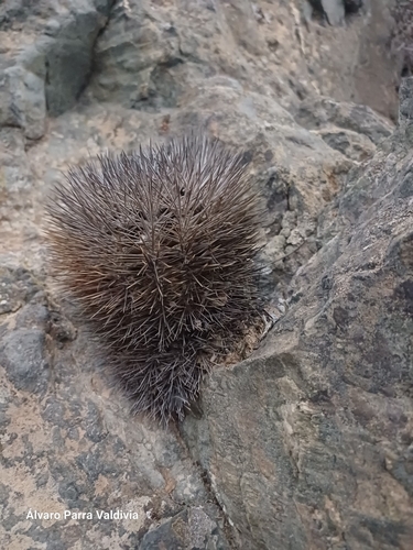 Eriosyce sociabilis