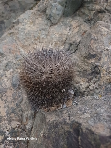 Eriosyce sociabilis