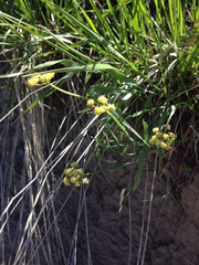 Lomatium triternatum