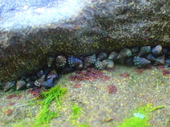 Nodilittorina pyramidalis