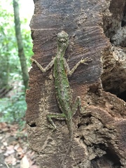 Draco melanopogon