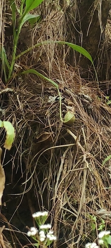 Foto de Népente