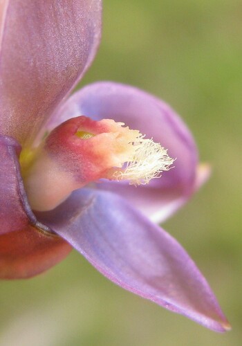 Image of Thelymitra circumsepta by no rights reserved
