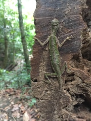 Draco melanopogon