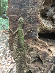 Draco melanopogon