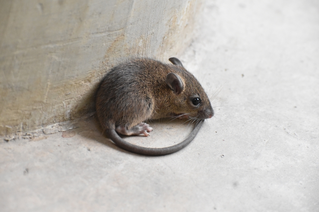 Polynesian Rat from 3HHW+XR5, Khlong Nueng, Khlong Luang District ...