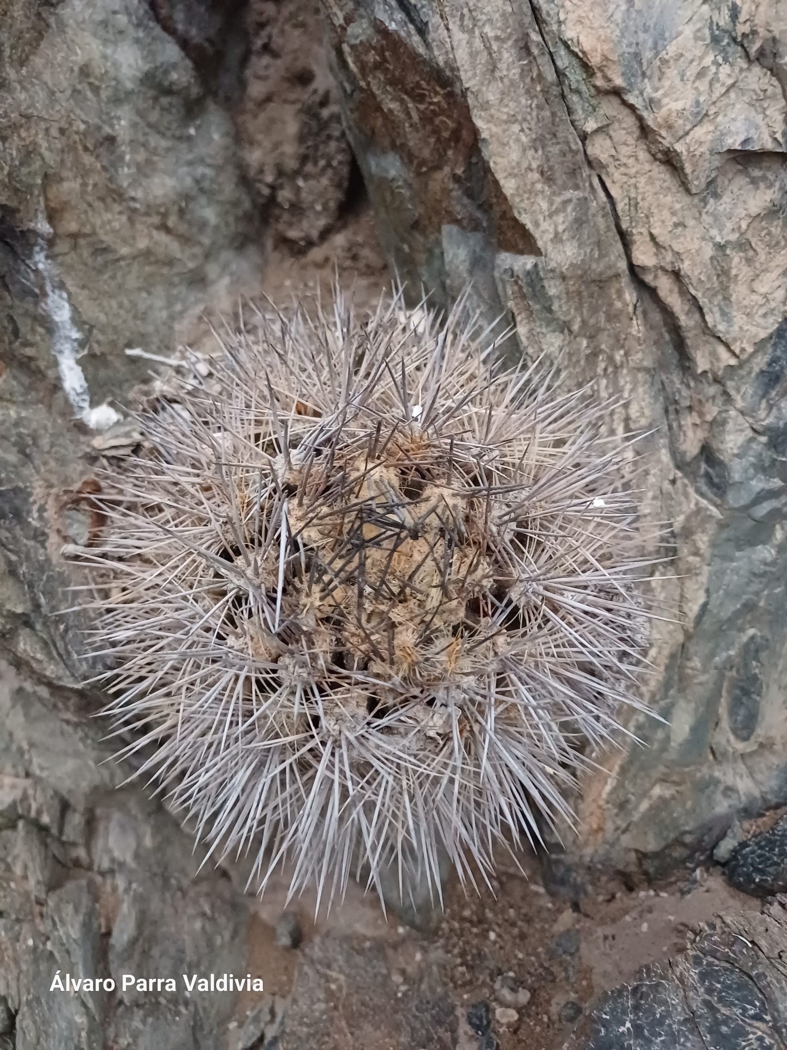 Eriosyce sociabilis