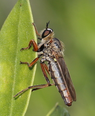 Gonioscelis longulus