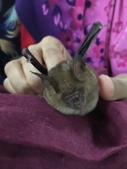 Hipposideros larvatus