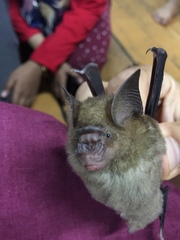 Hipposideros larvatus