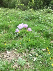 Cardamine pratensis