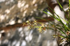 Encyclia nematocaulon