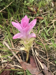 Curcuma aromatica