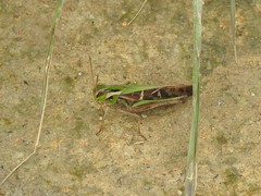 Gastrimargus marmoratus