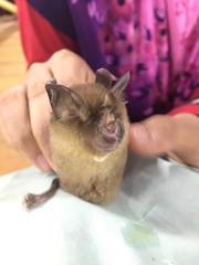 Rhinolophus affinis