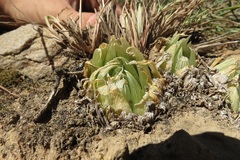 Haworthia cooperi
