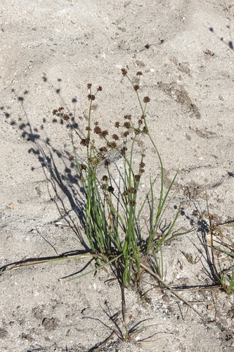 Ball Rush (Juncus punctorius)