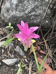Curcuma aromatica