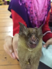 Rhinolophus affinis