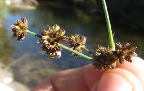 Image of Juncus punctorius by (c) Brian du Preez, some rights reserved (CC BY-SA)