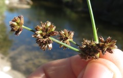 Juncus punctorius
