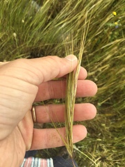 Hordeum spontaneum