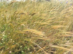 Hordeum spontaneum