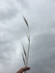 Hordeum spontaneum