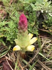Curcuma aromatica