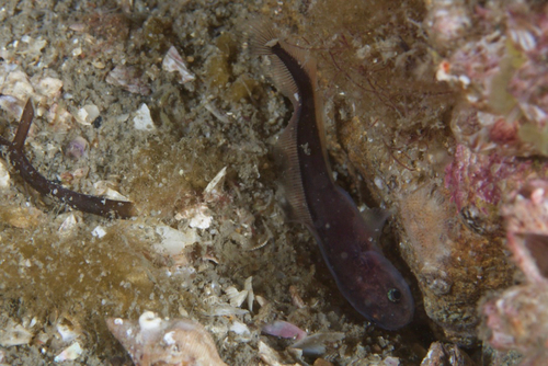 Reef cuskeel (Brosmophyciops pautzkei) — Bythitidae