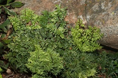 Cheilanthes quadripinnata