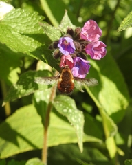 Bombylius discolor