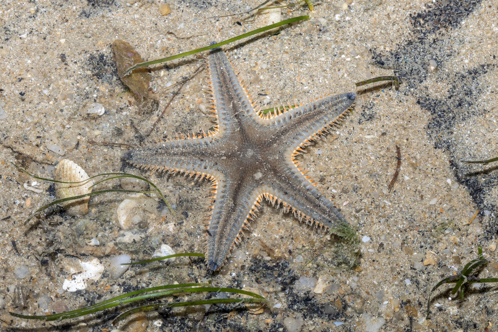 Sand Star Shell Plain Sand Star from Changi Coast Rd, Singapore on June 20, 2023 at 05: ...
