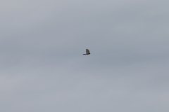 Accipiter virgatus fuscipectus