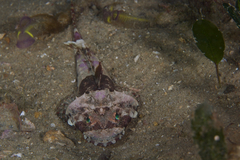 Thysanophrys cirronasus