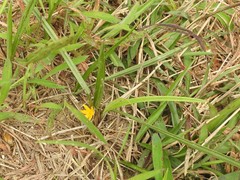 Hypoxis aurea